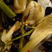 Roasted Fennel with Black Olives